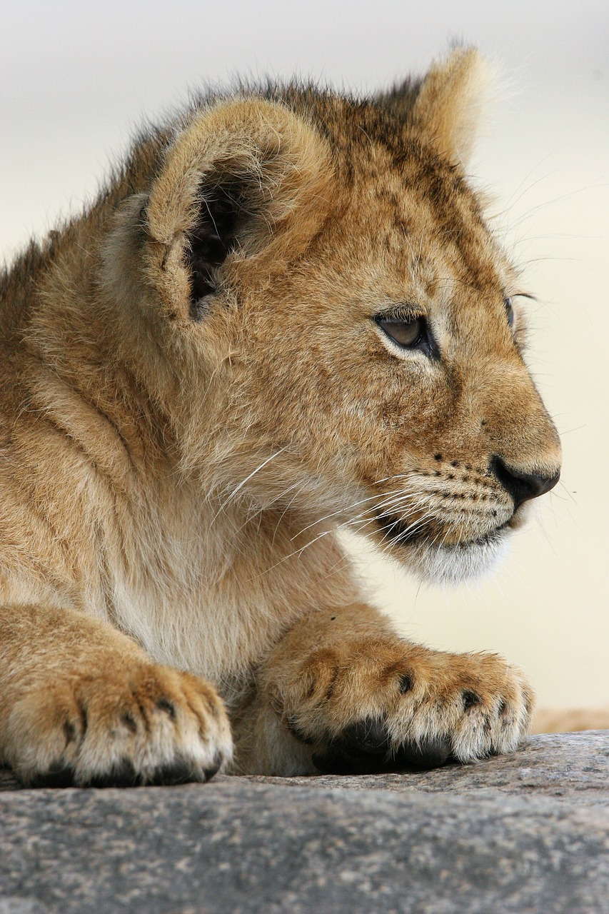 baby animal  lion  africa free photo