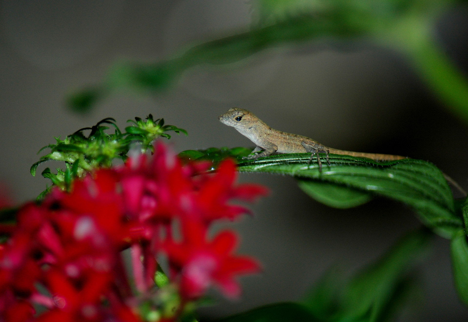 anole lizard gecko free photo