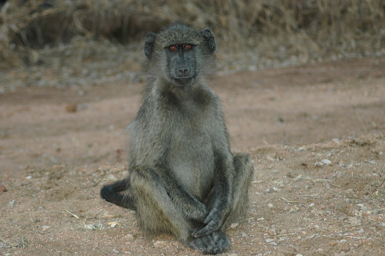 baby baboon south africa kruger national park free photo