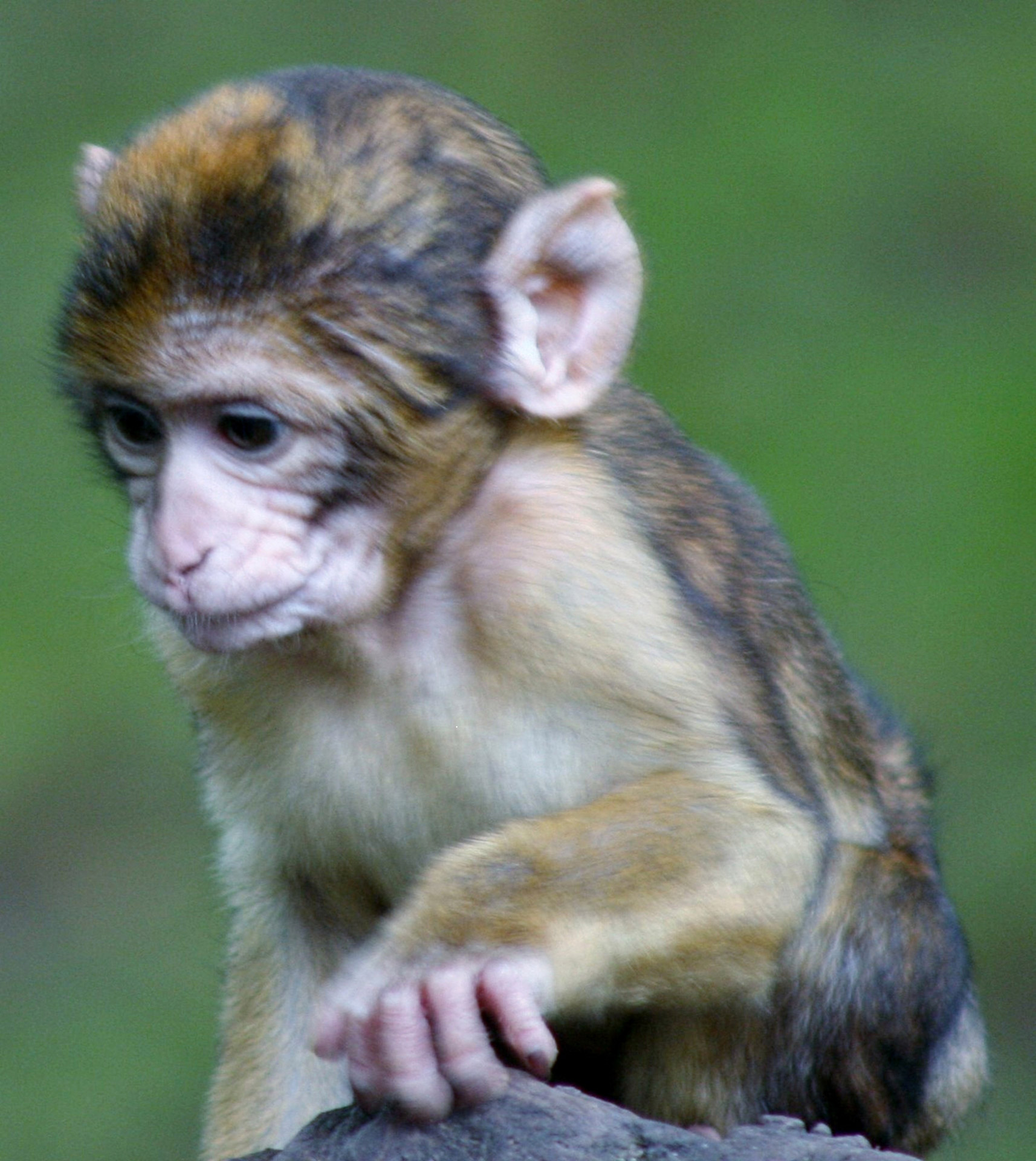 barbary macaques monkey free photo