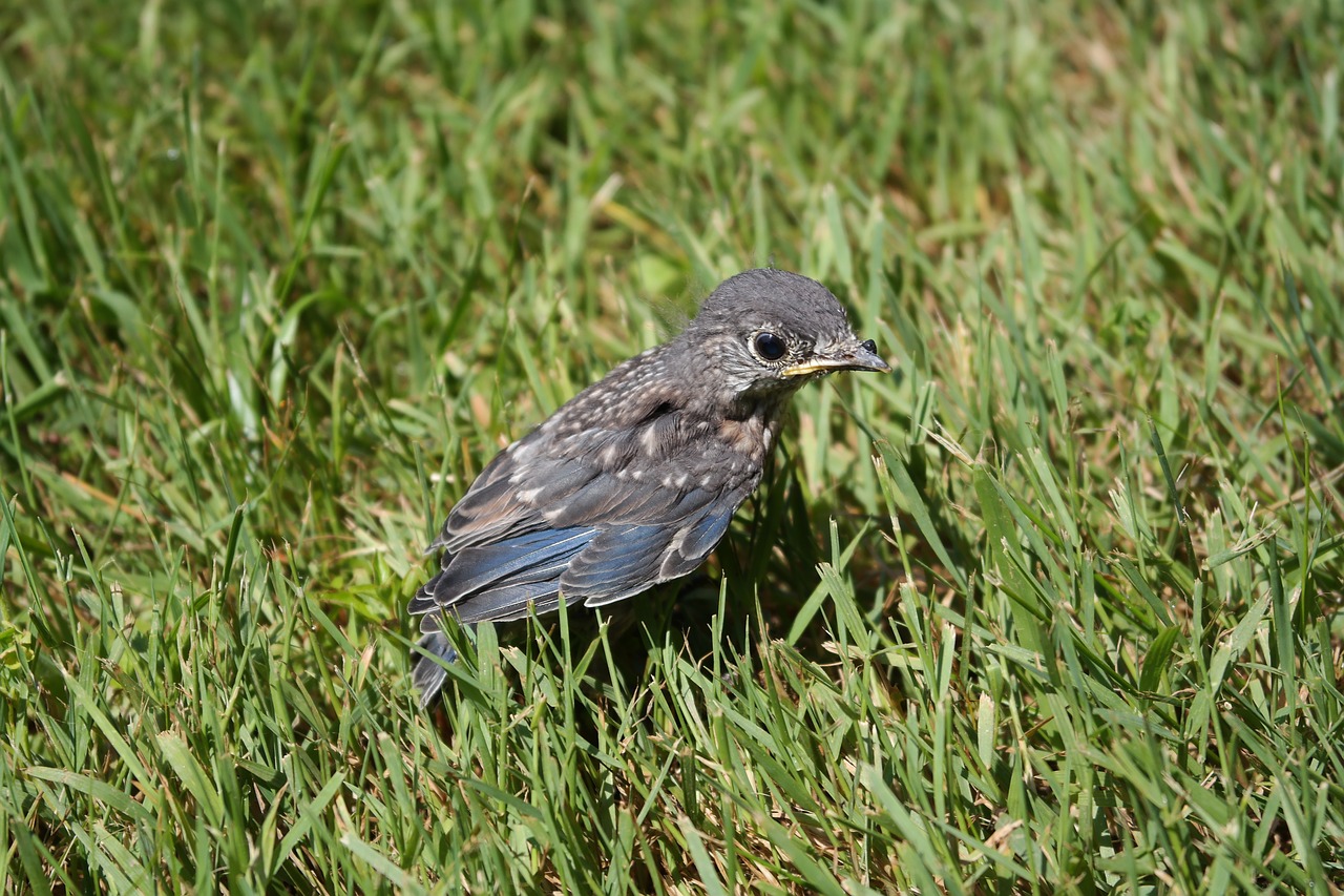 Download free photo of Baby bird, mocking bird, blue jay, nature