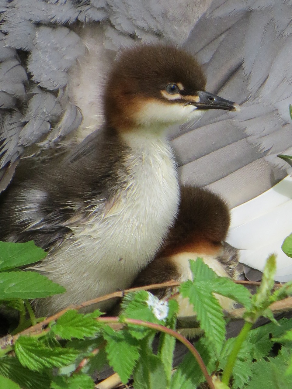 baby bird  plumage  animals free photo