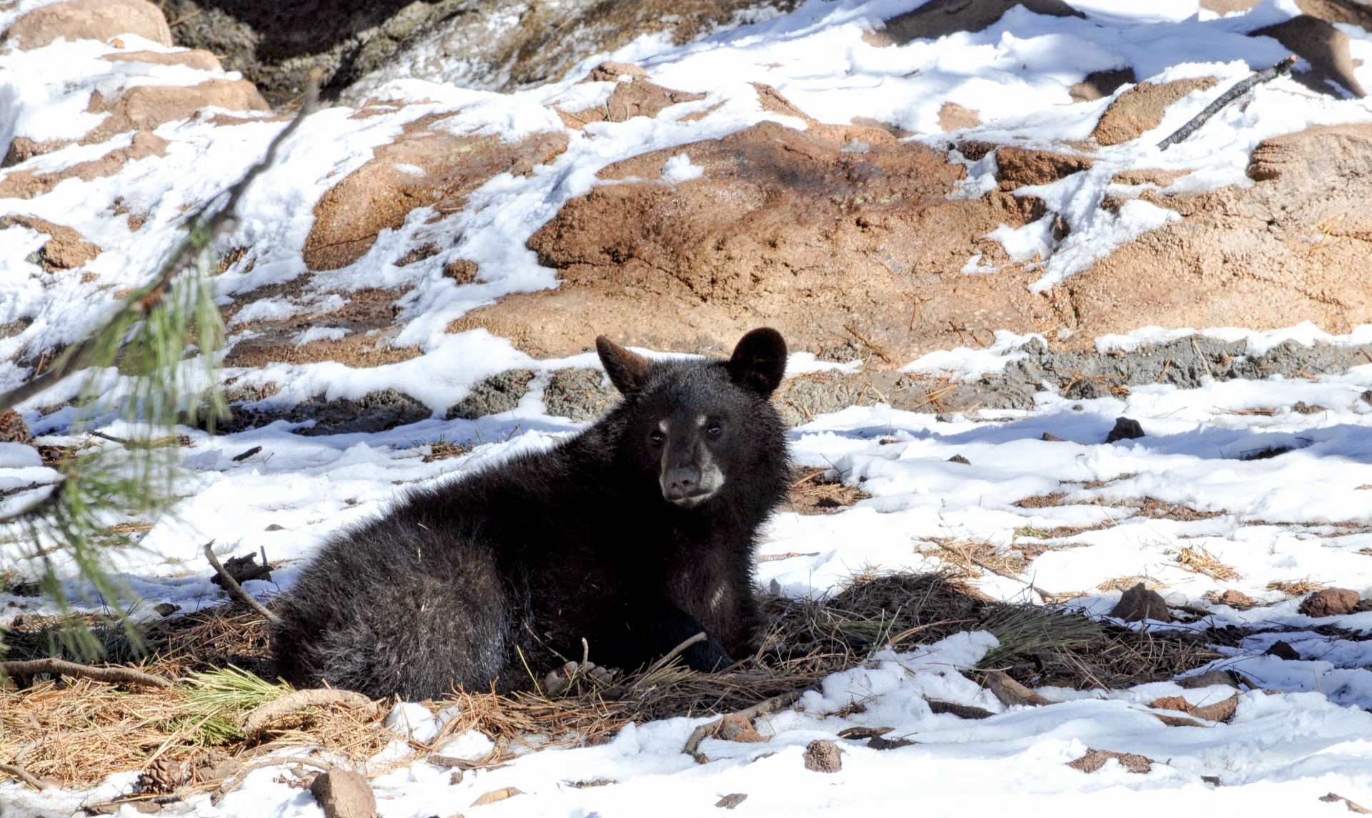 bear bears cub free photo