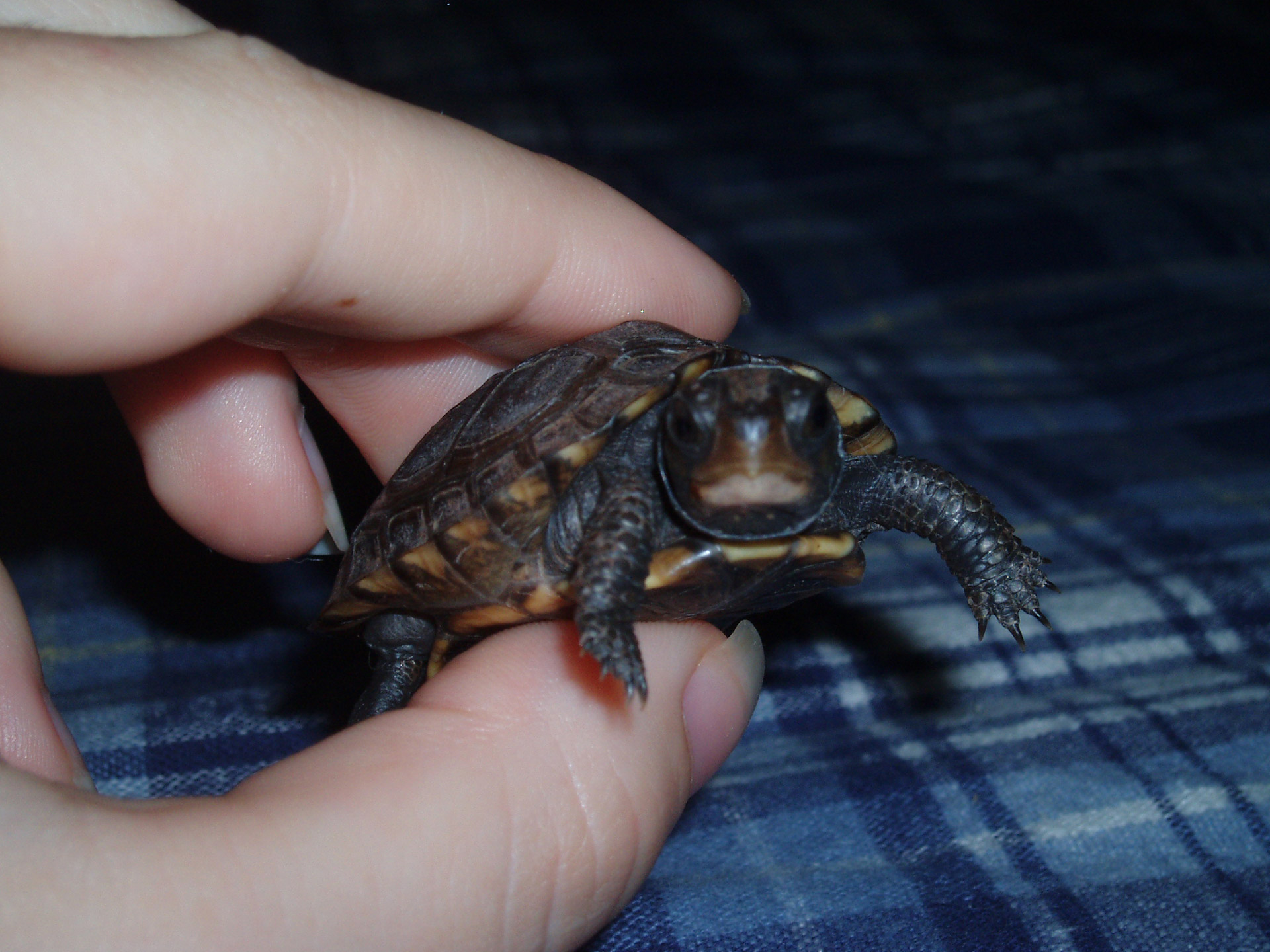 baby box turtle free photo