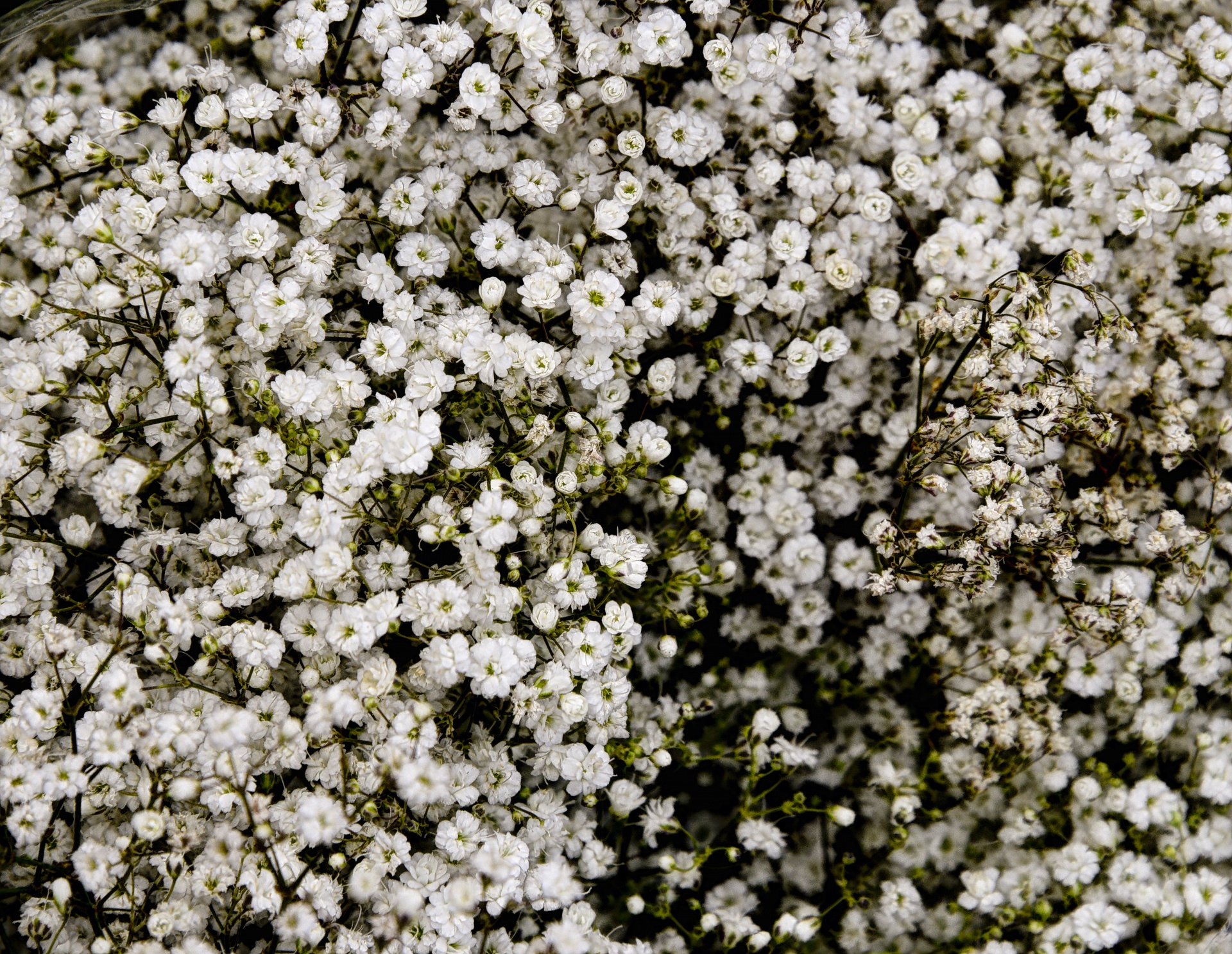 flower flowers white free photo