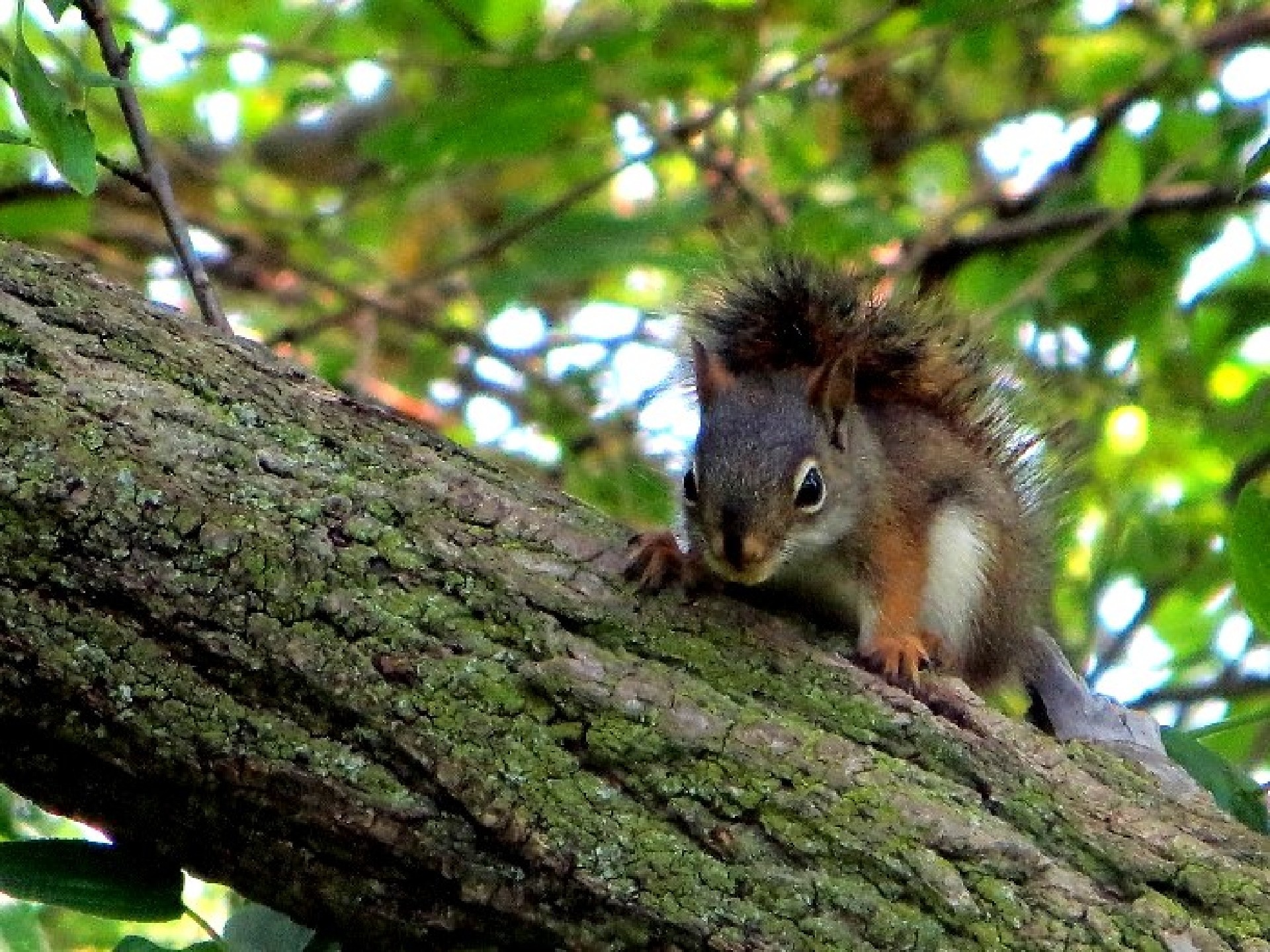 squirrel brown baby free photo