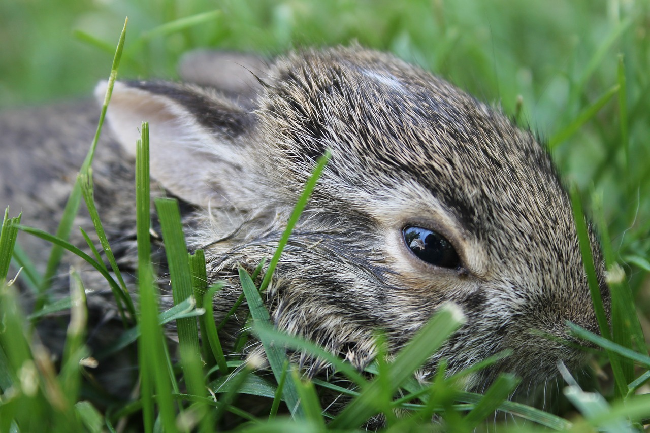 baby bunny  bunny  baby free photo