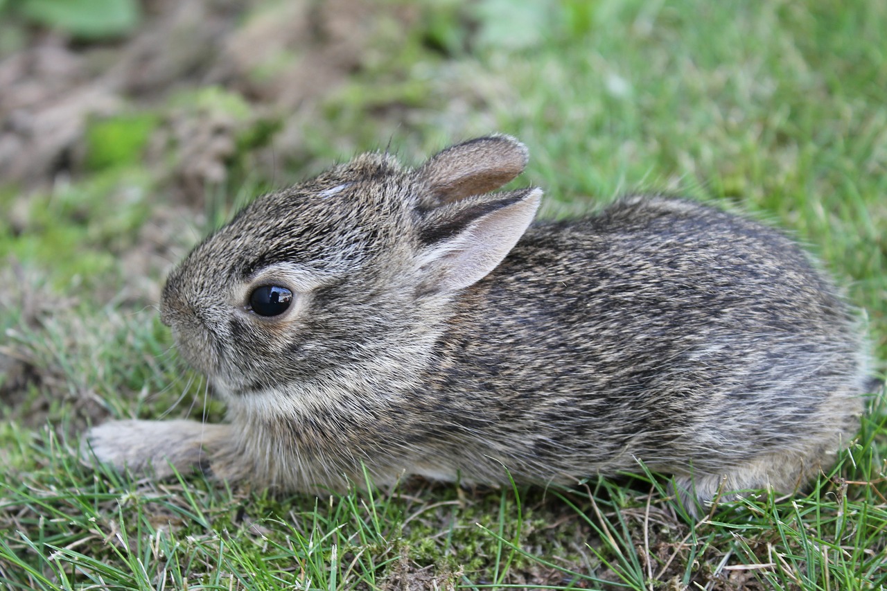 baby bunny rabbit cute free photo