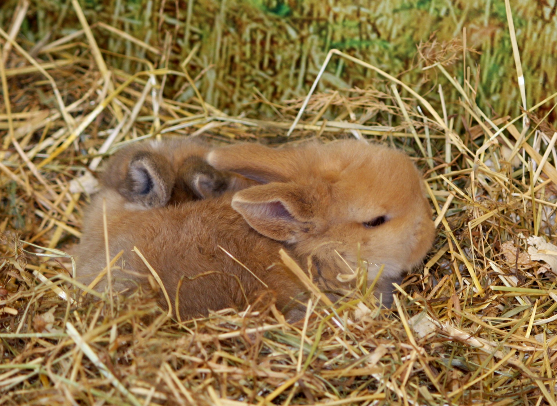 bunny rabbit baby free photo