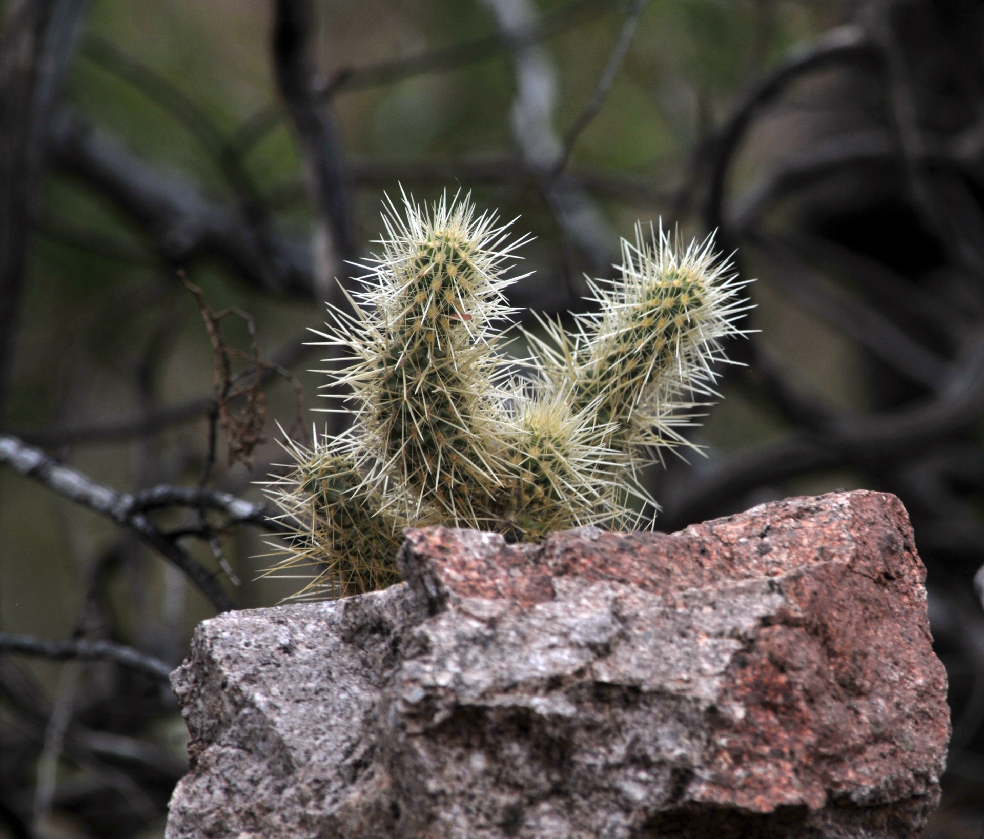 cactus cacti desert free photo