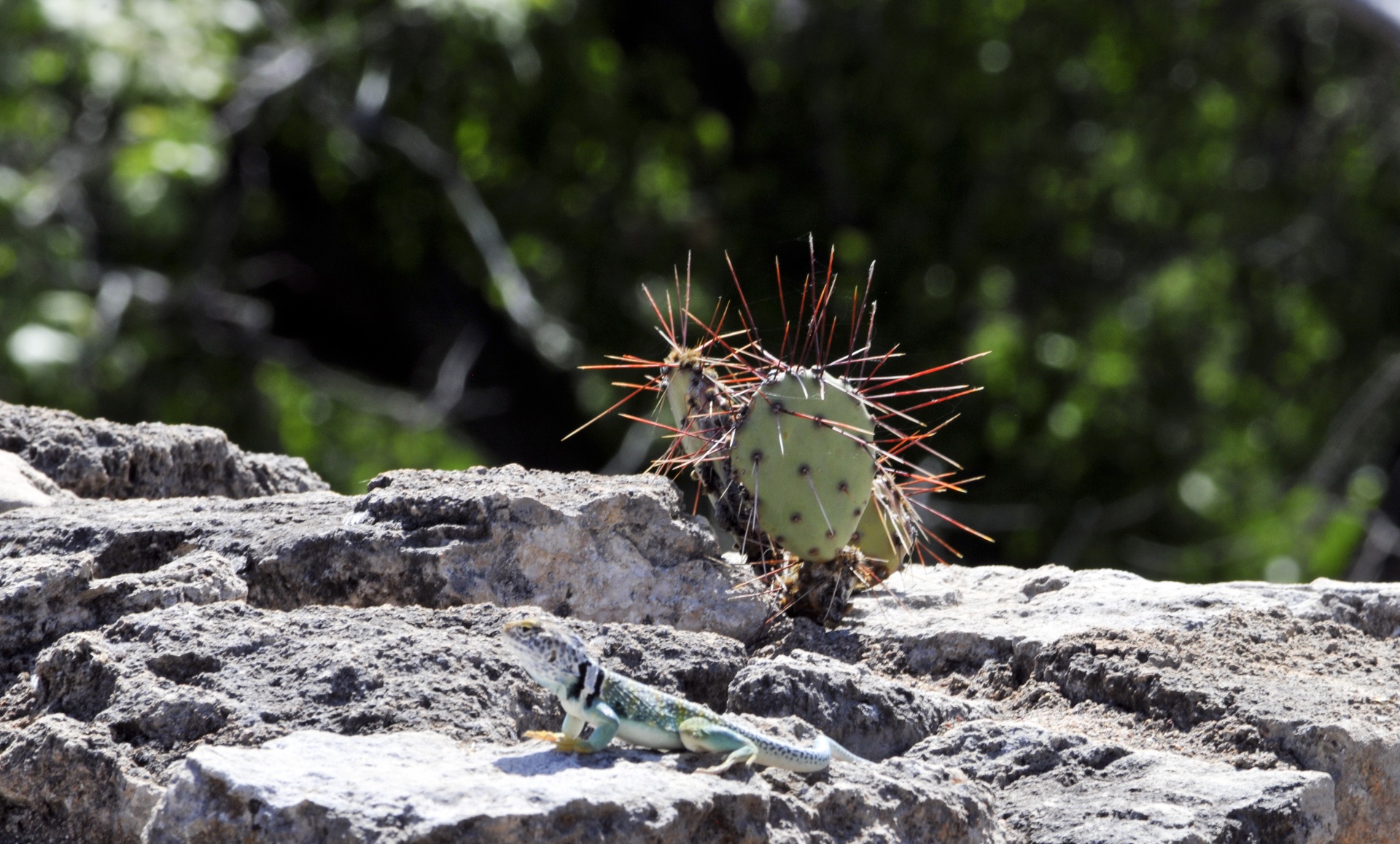 lizard cactus desert free photo