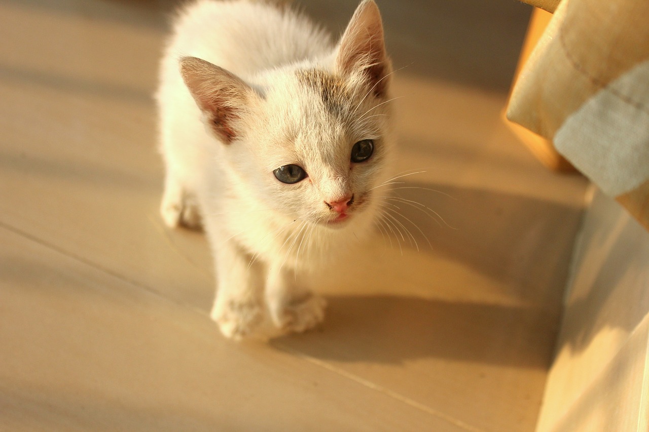 baby cat kitten cat free photo