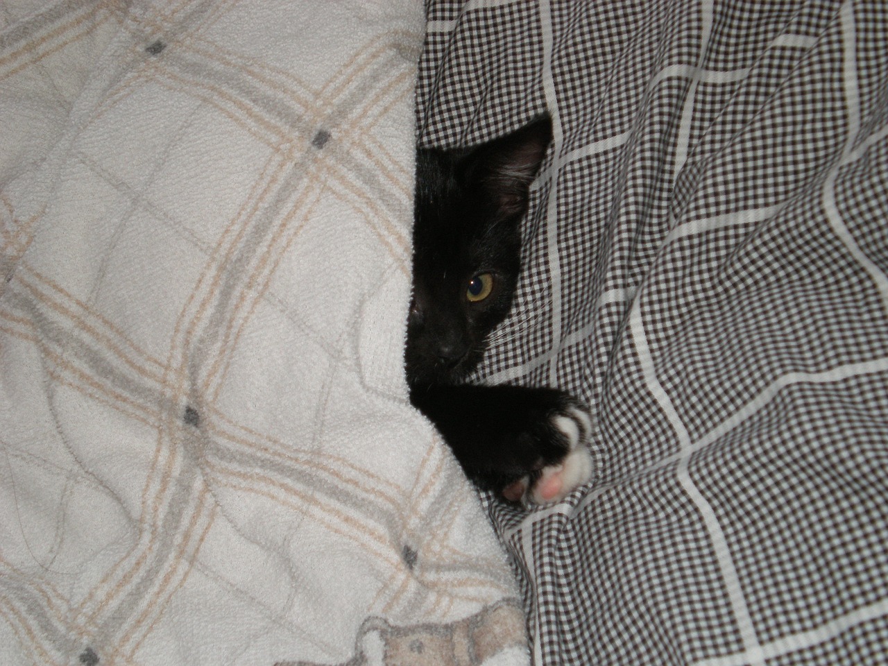 baby cat duvet cat free photo