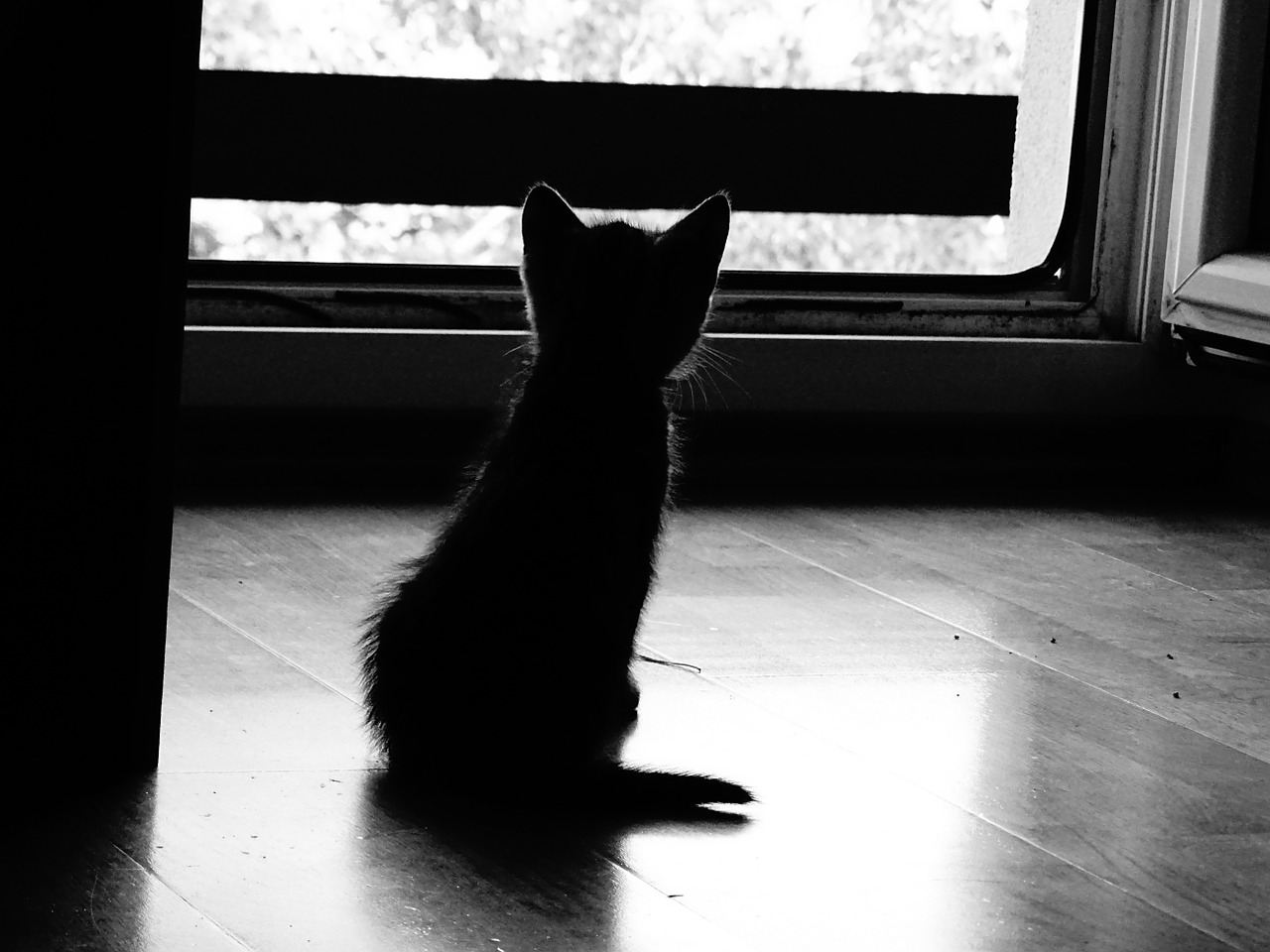 baby cat silhouette black and white free photo