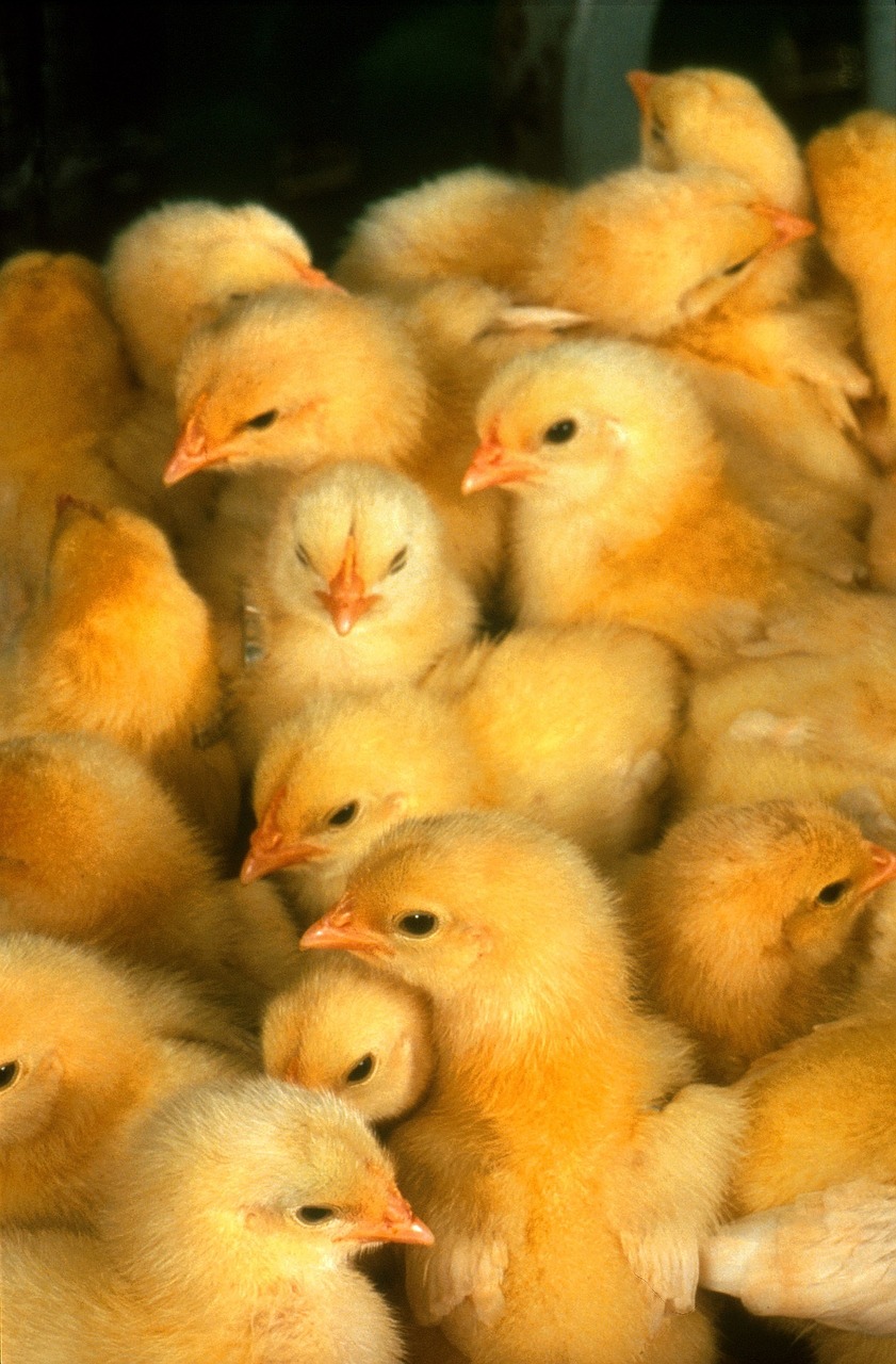 baby chickens chicks yellow free photo