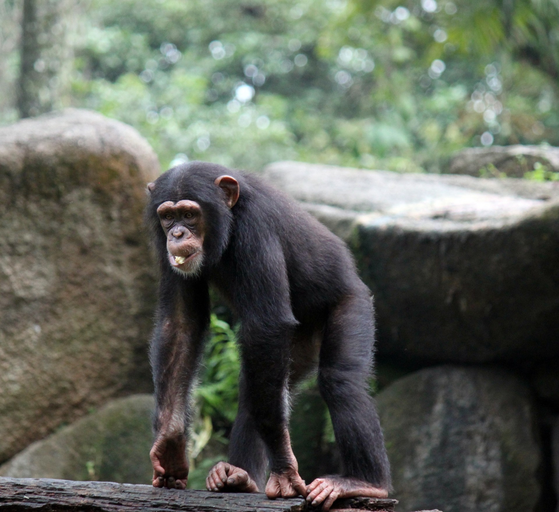 baby chimpanzee walking free photo