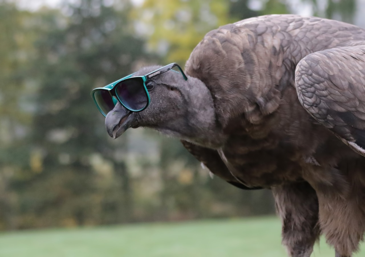 baby condor wearing sunglasses vulture condor free photo
