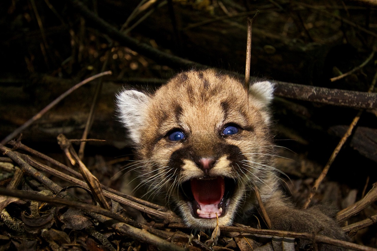 baby cougar mountain lion puma free photo