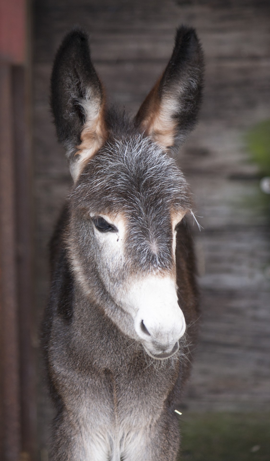 donkey foal animal free photo