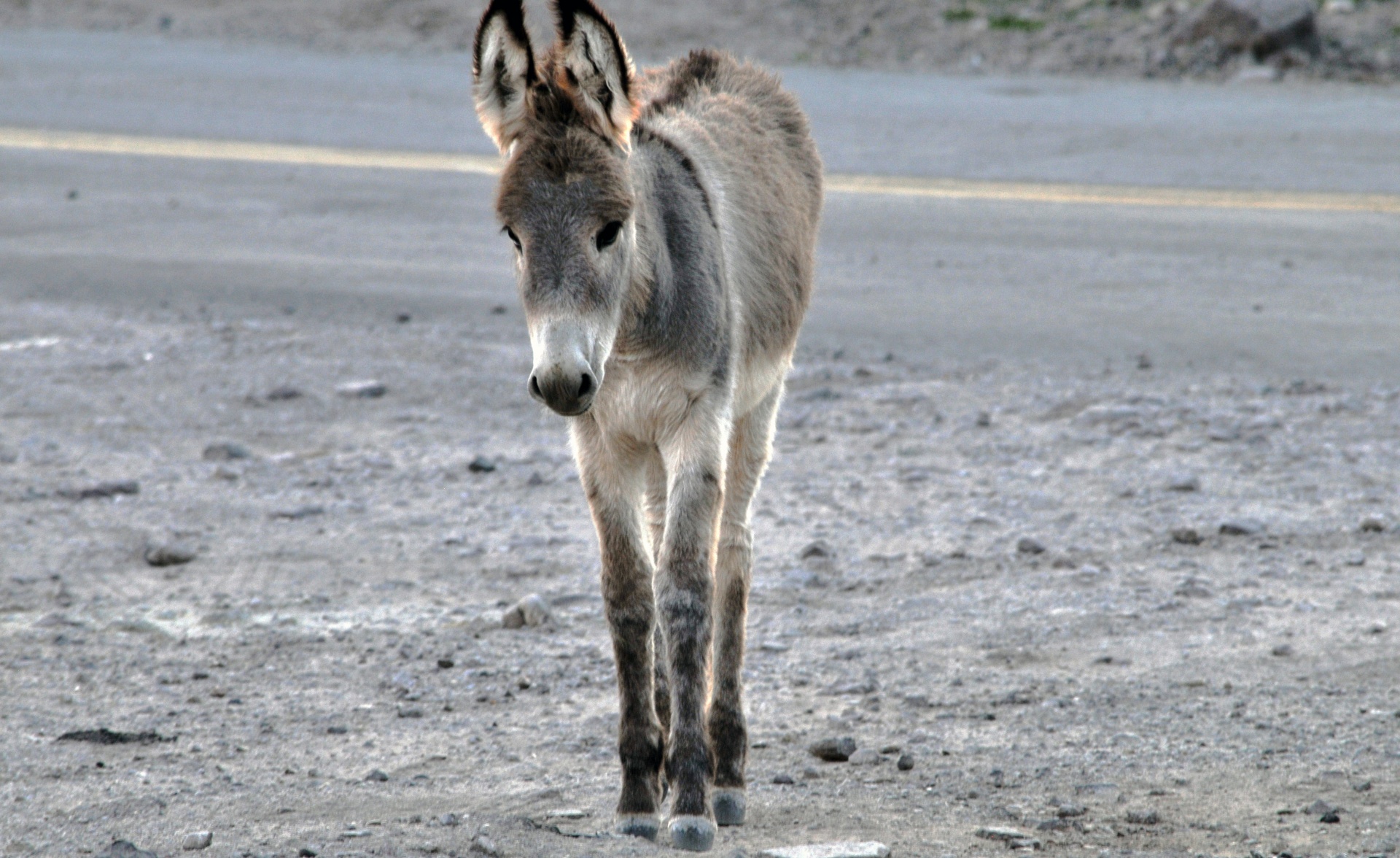 donkey baby foal free photo