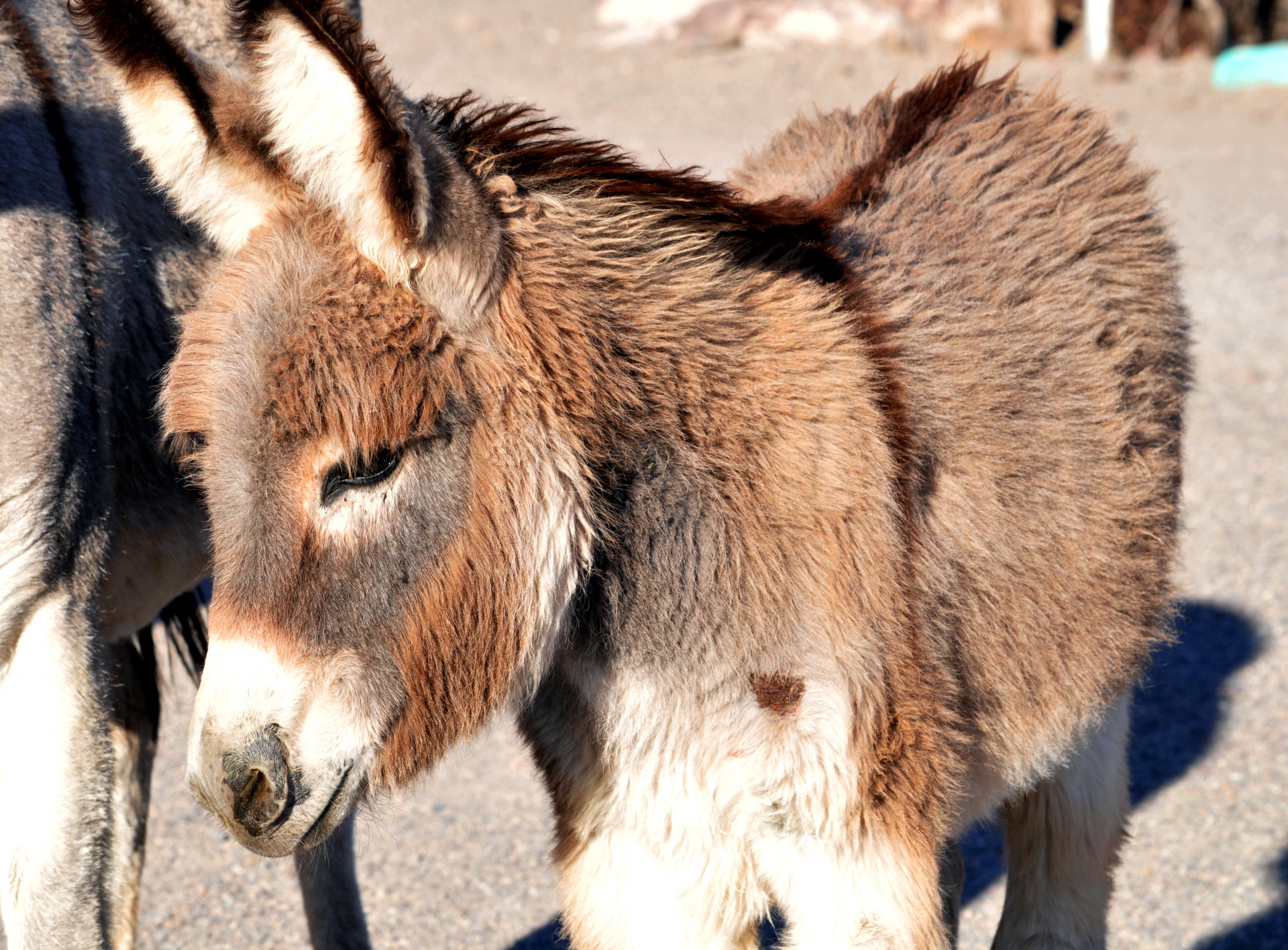 donkey burro ass free photo