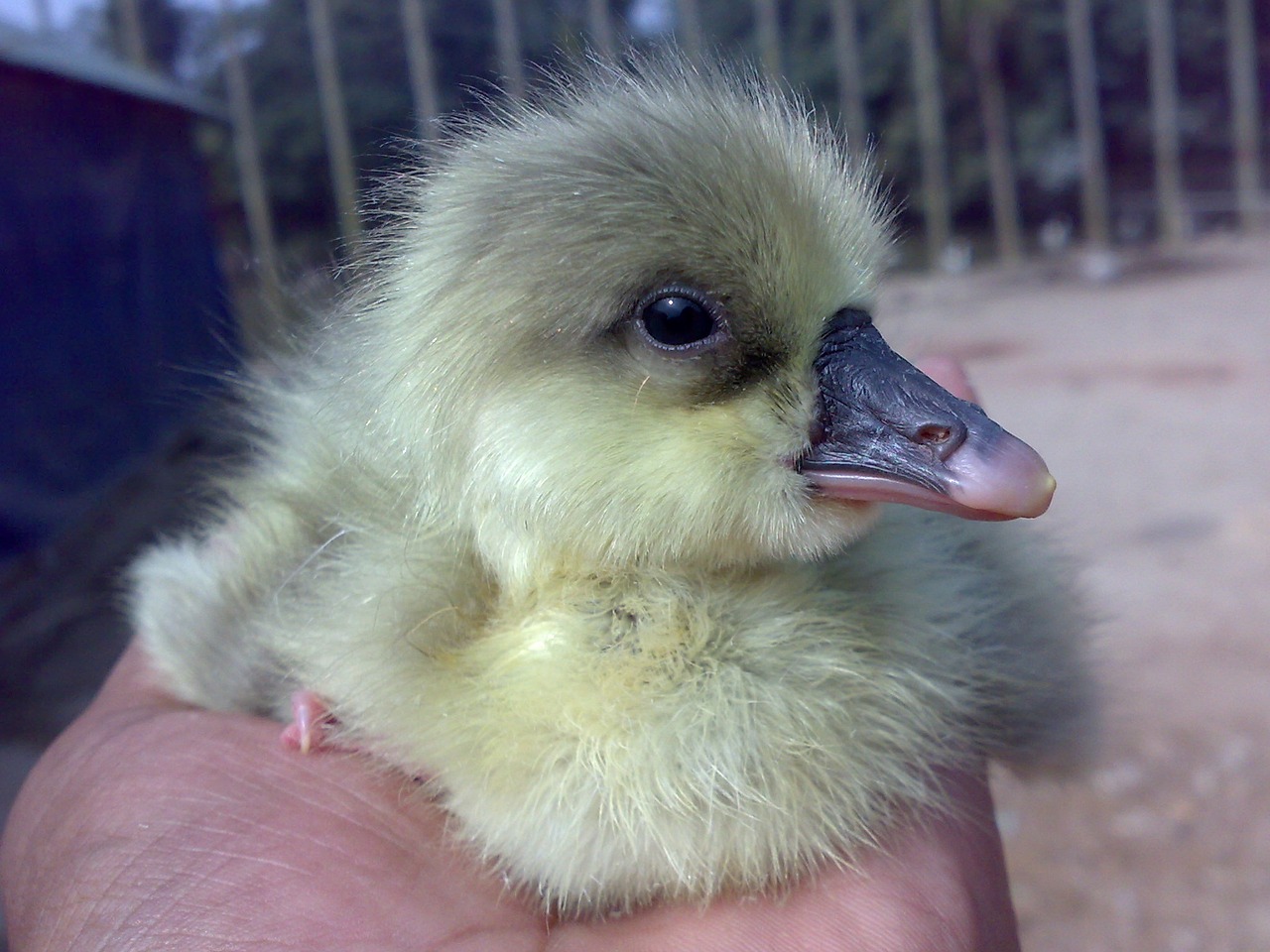 baby duck duck cute free photo