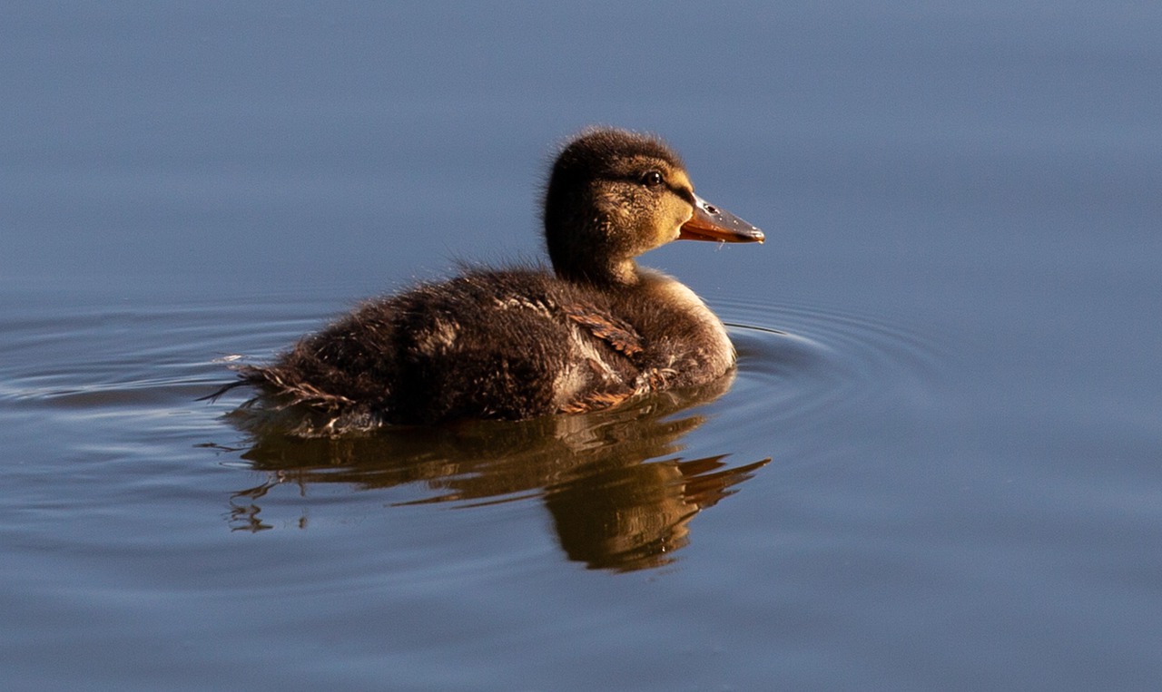 baby duck  duckling  duck in water free photo