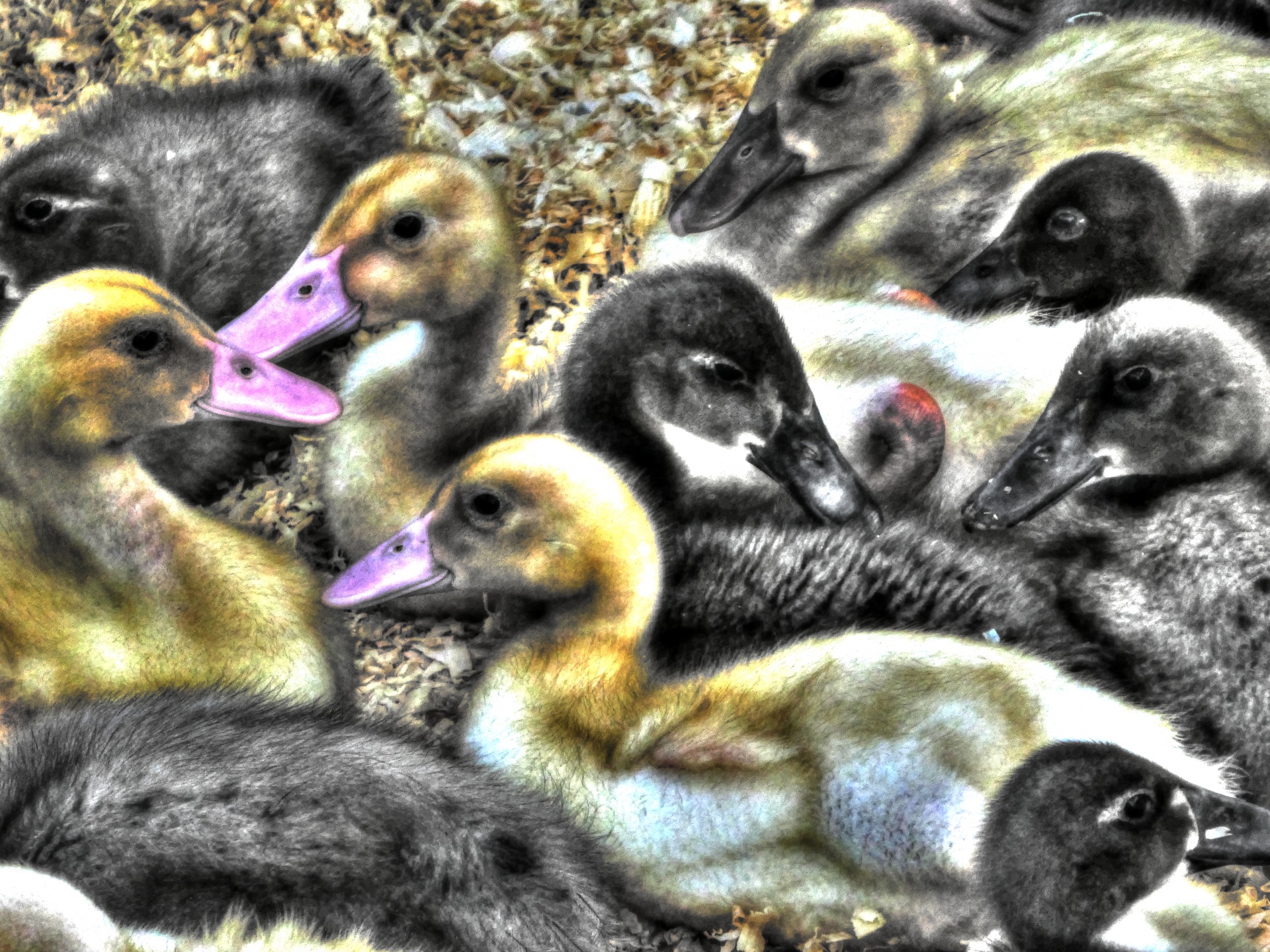 duck ducks baby ducks free photo