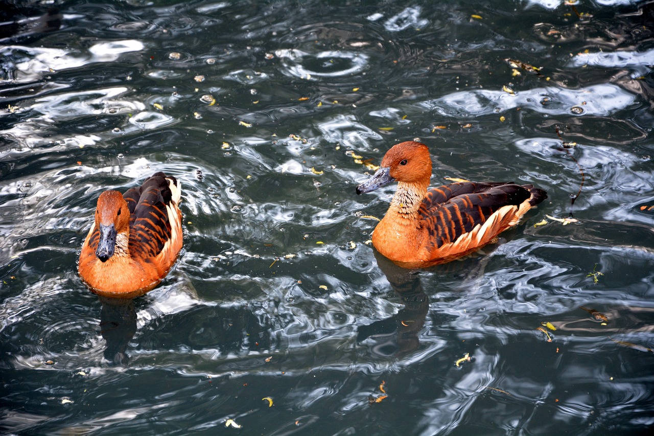 baby ducks colourful water free photo