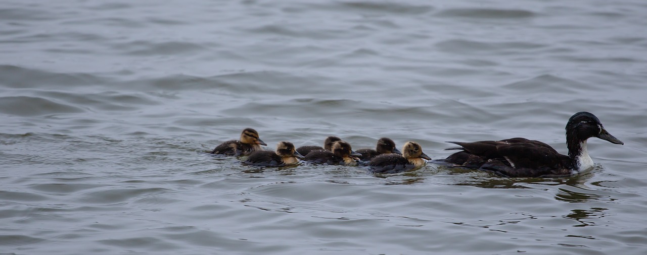 baby ducks  duckings  mallard free photo