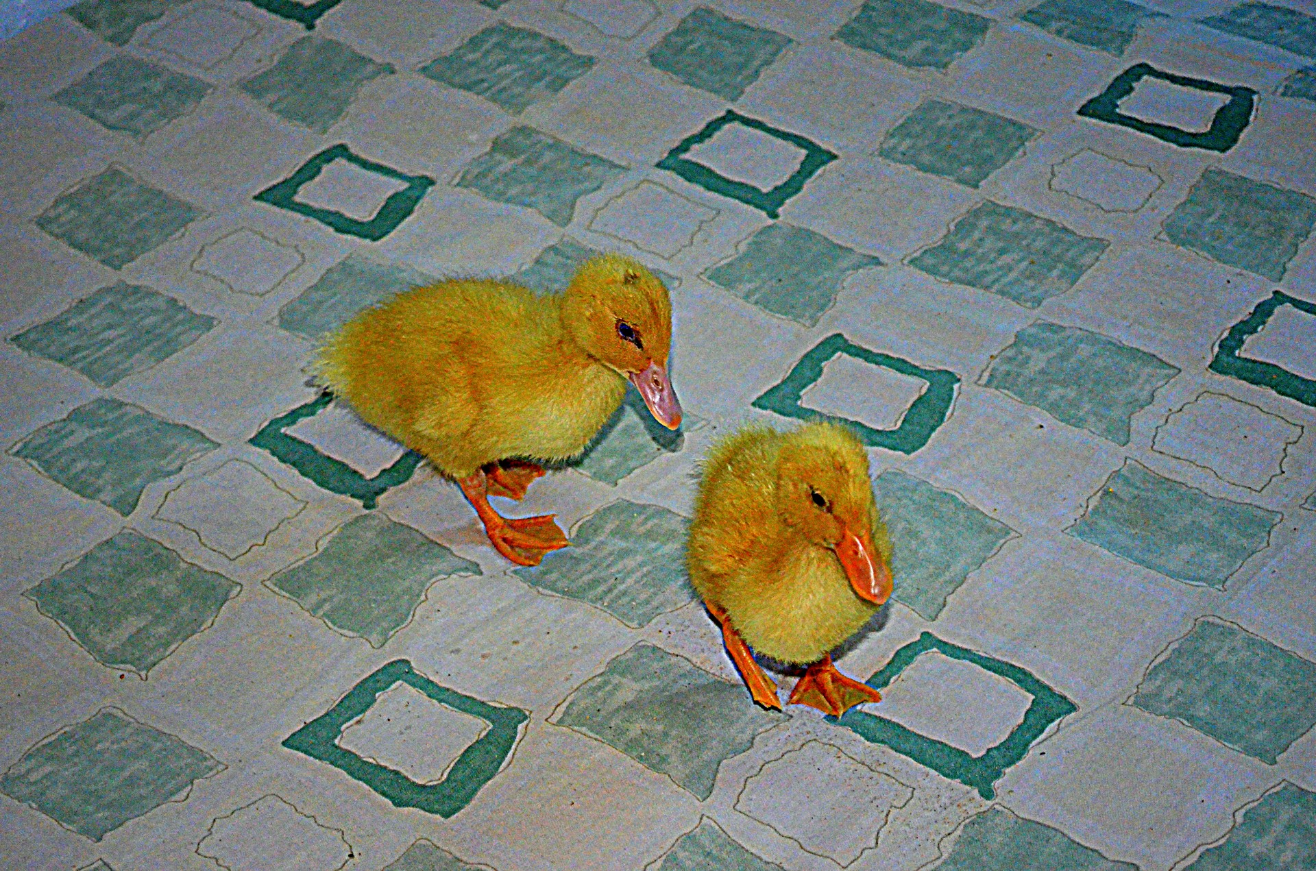 duck duckling baby free photo