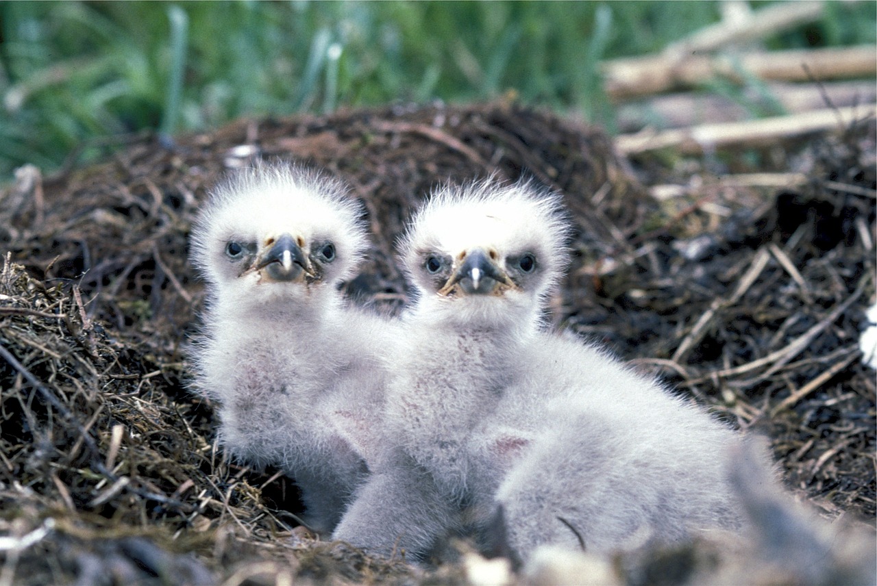 baby eagles nest eaglets free photo