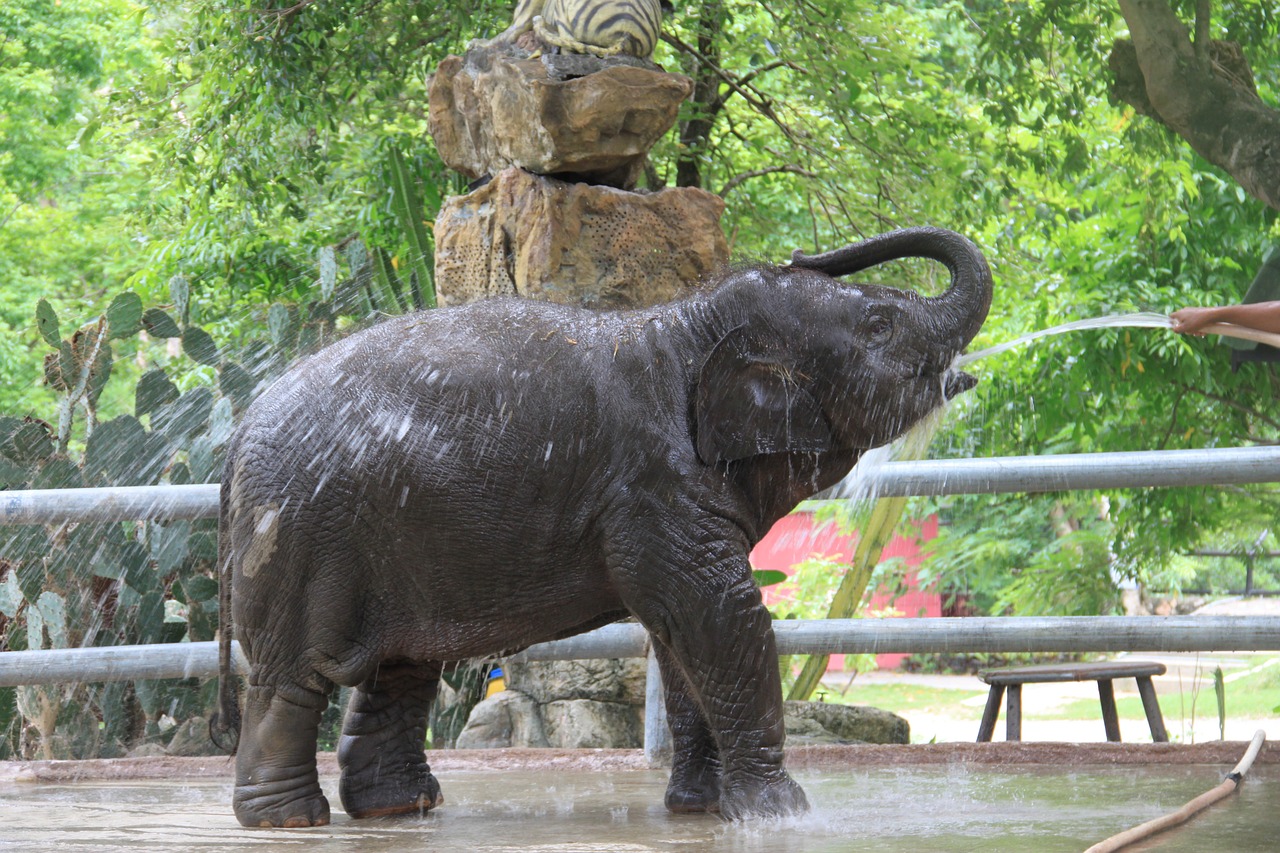 baby elephant thailand elephant free photo