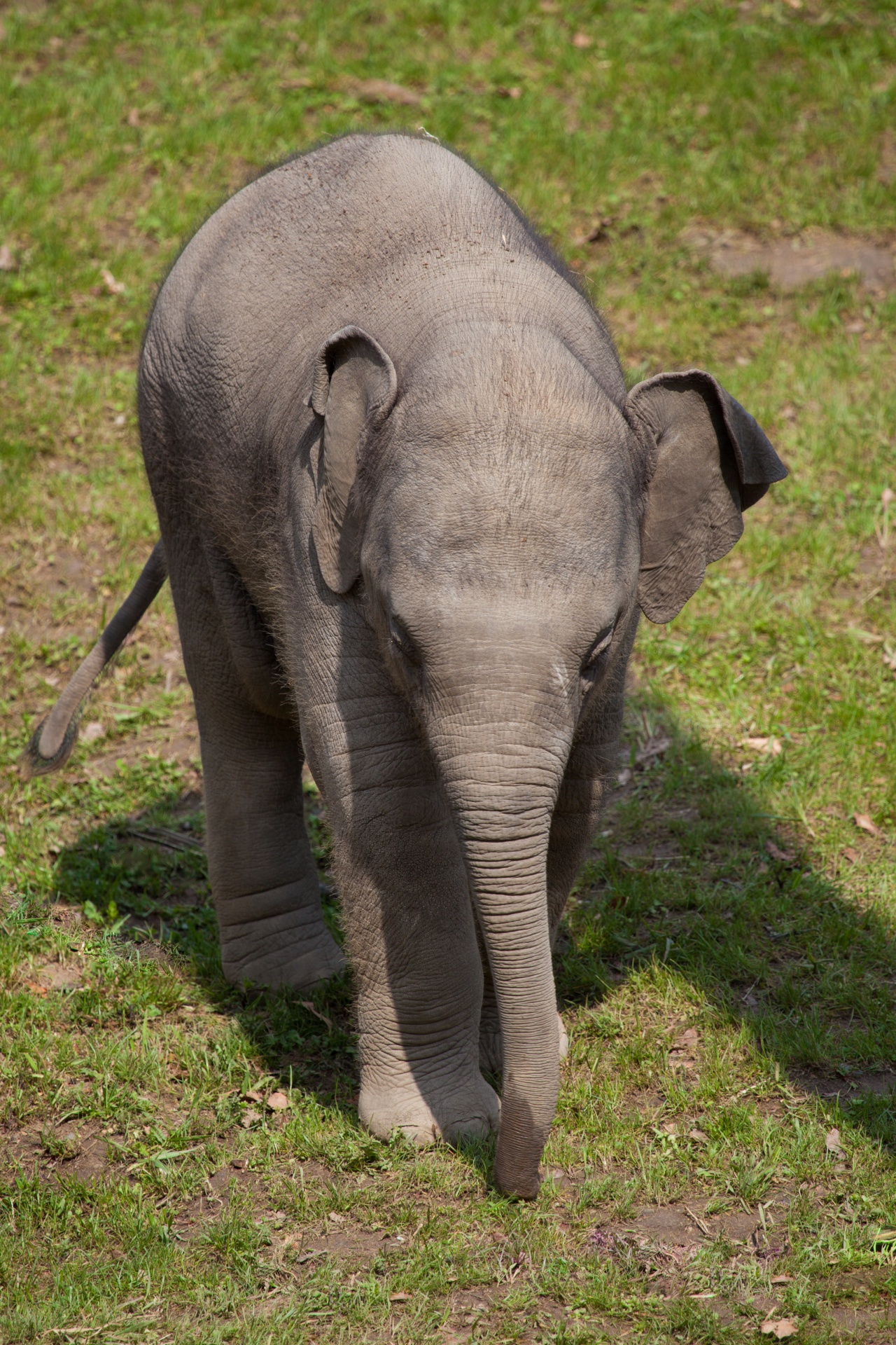 Сосновые слоники. Слоненок. Слоны которые. Очаровательный Слоник. Милый Слоник.