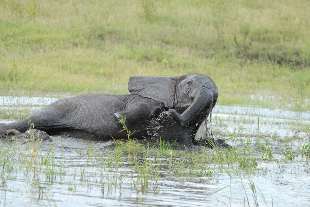 baby elephant bath animal free photo