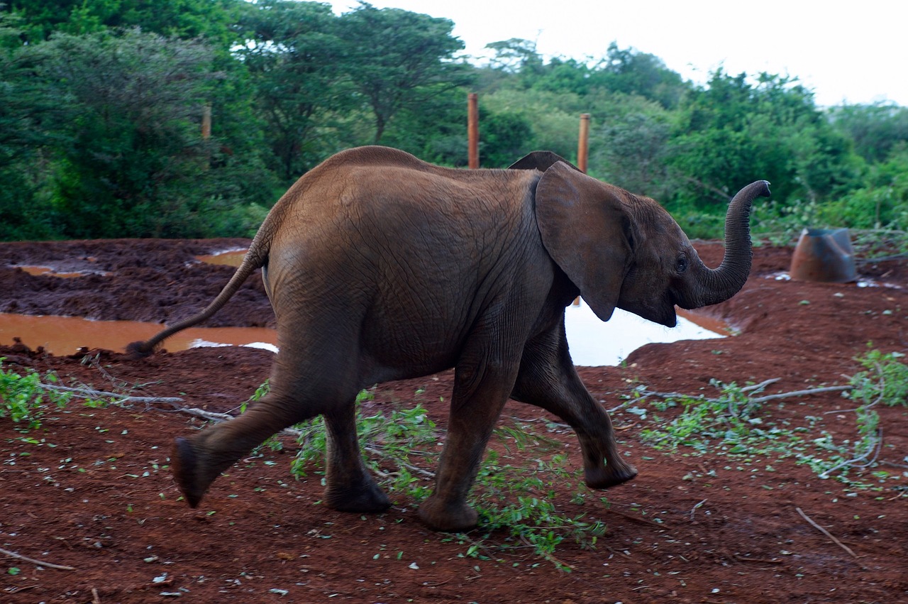 baby elephant wildlife nature free photo