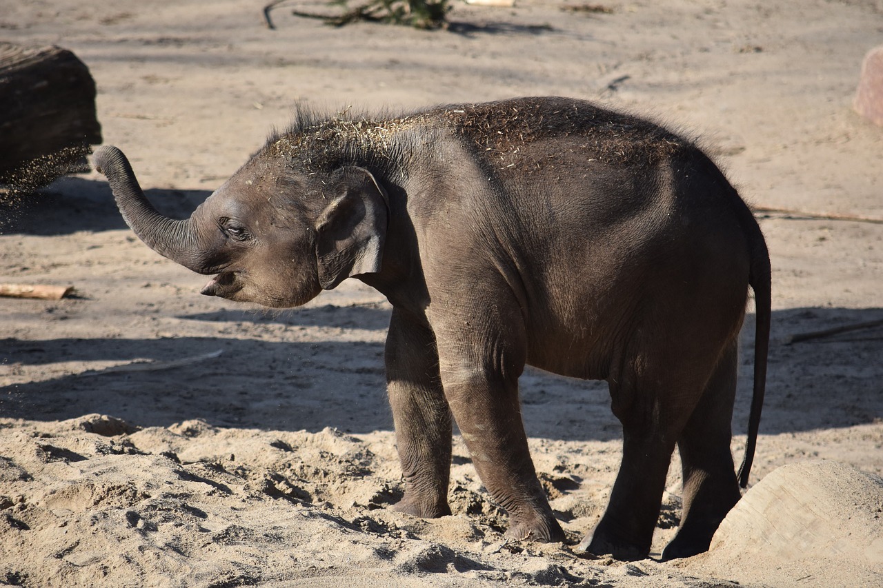 baby elephant young animal elephant free photo