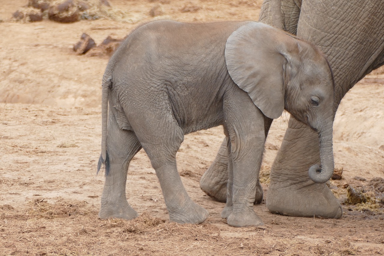 baby elephant south africa addo national park free photo