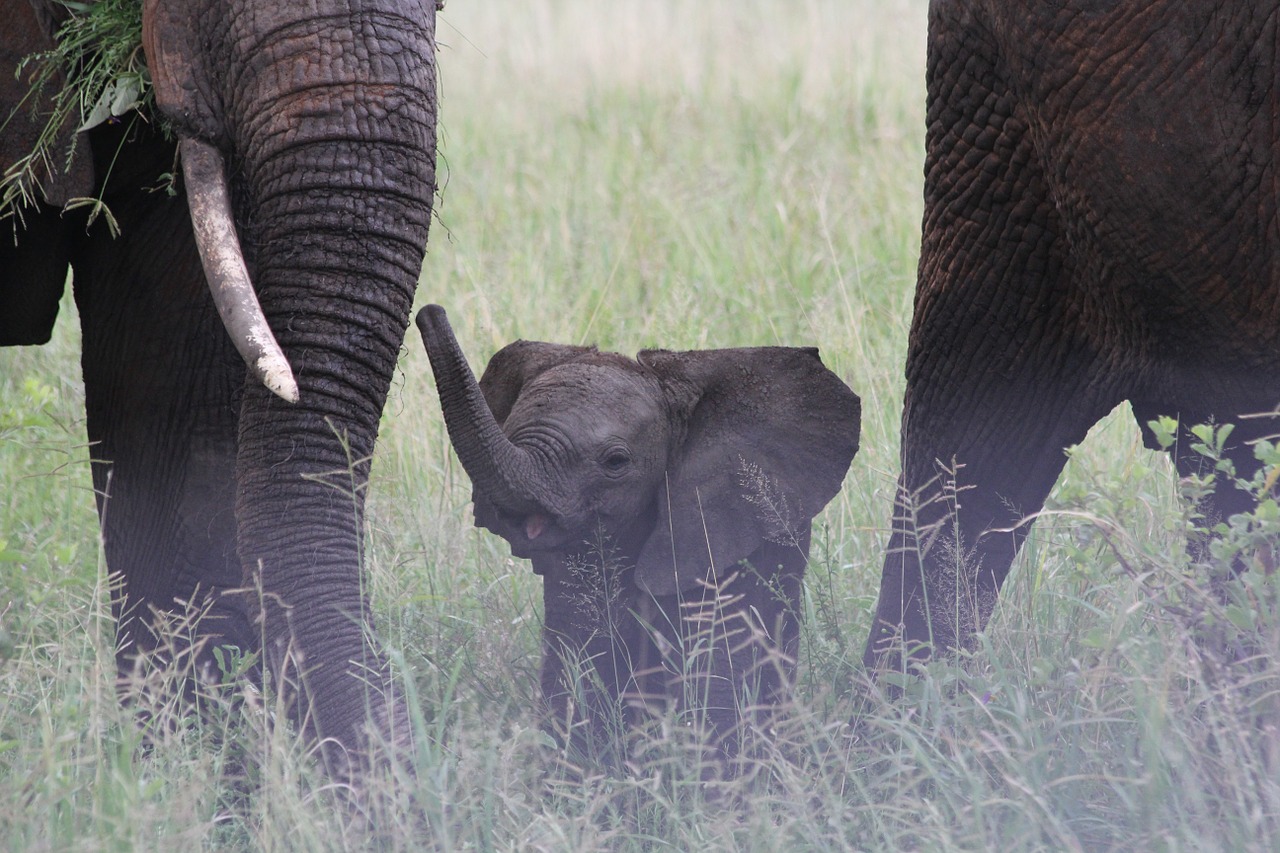 baby elephant elephant family elefentankind free photo