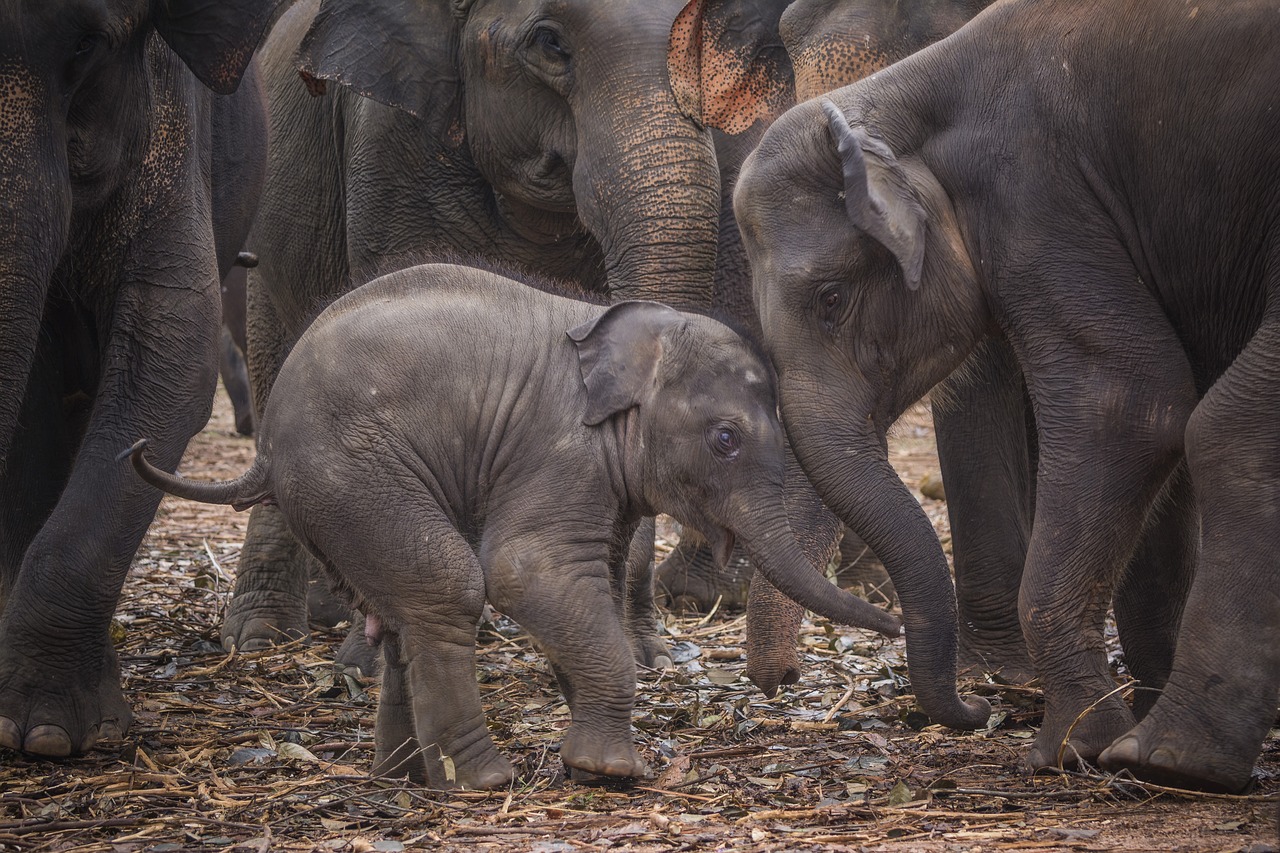 baby elephant elephant sri lanka free photo