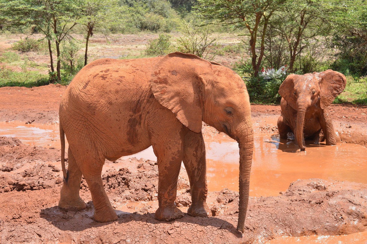 baby elephant africa safari free photo