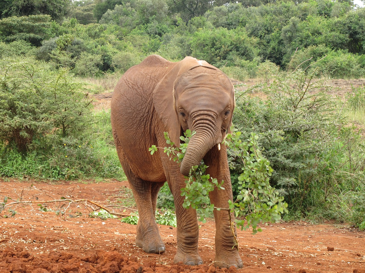 baby elephant kenya africa free photo