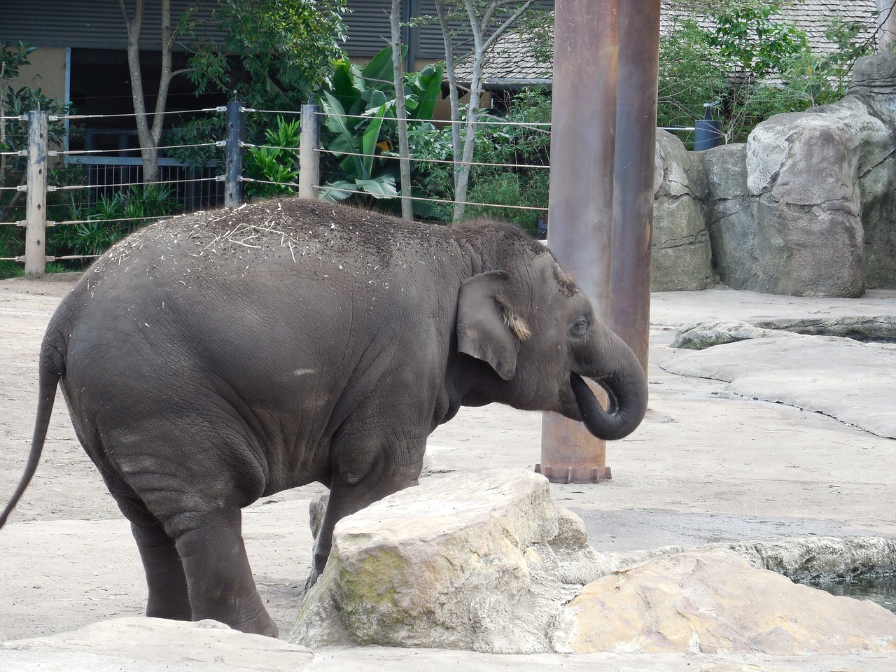 baby elephant baby playing elephant free photo