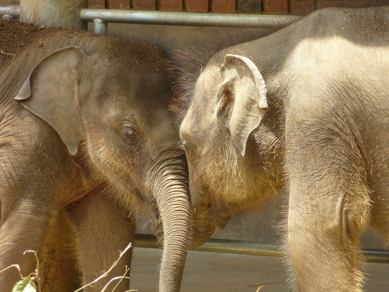 baby elephant animals sri lanka free photo