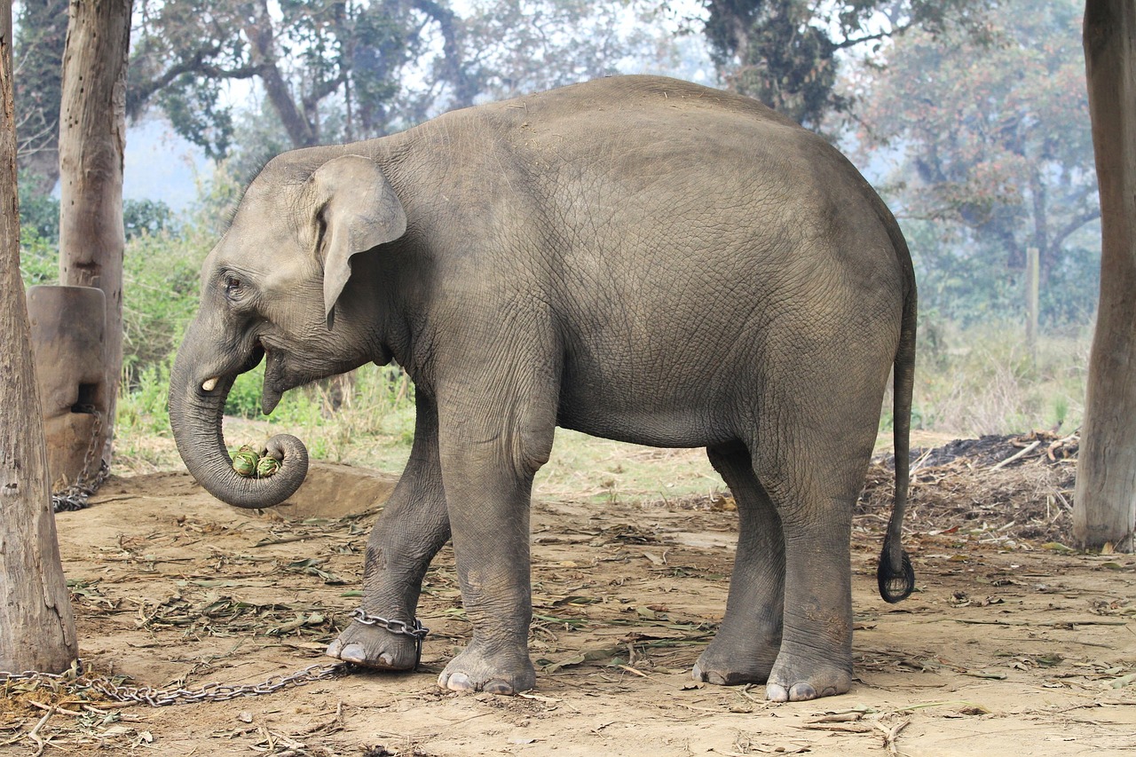 baby elephant jungle animal free photo