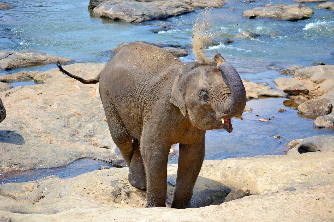 baby elephant elephants bath free photo