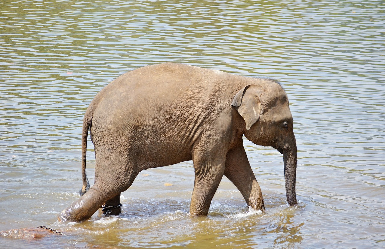 baby elephant elephants bath free photo
