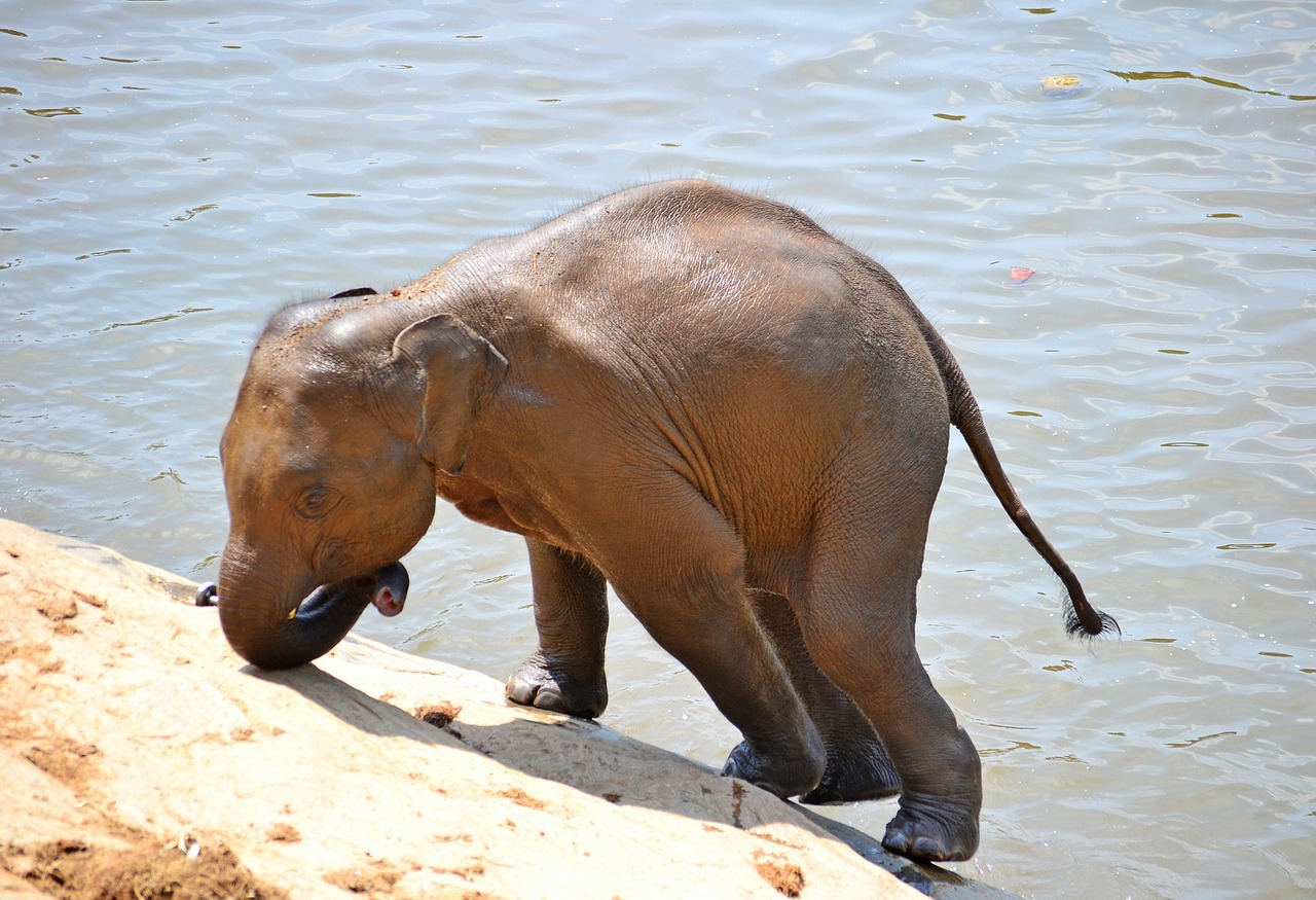 baby elephant elephants bath free photo