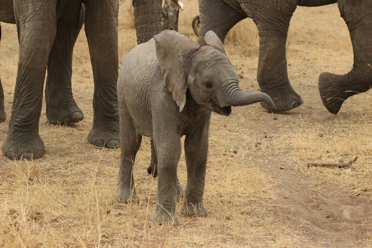 baby elephant elephant tanzania free photo