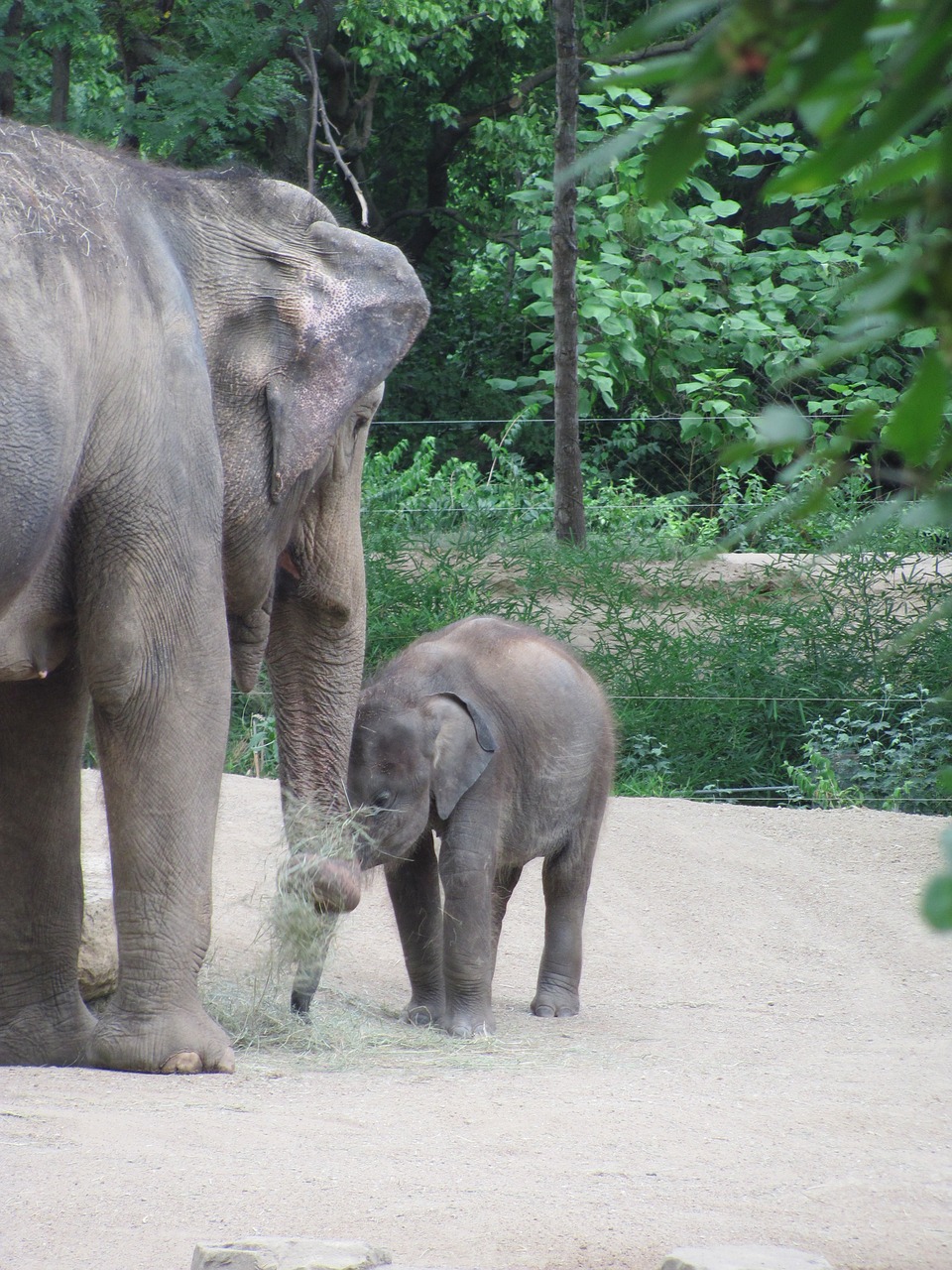 baby elephant mother elephant zoo free photo